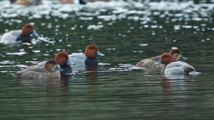 Redhead Ducks, male and female