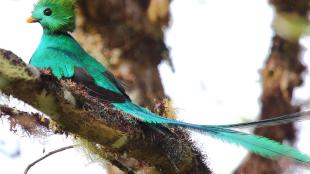 A vivid iridescent green-feathered bird with red breast and long, long blue tail feathers.