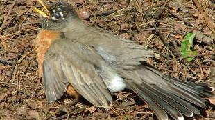 American Robin sitting with its belly on the ground and wings outspread