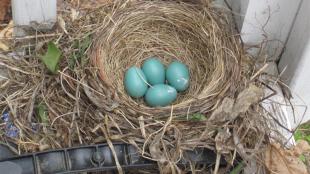 An American Robin's nest built atop a car battery on a porch in New Hampshire