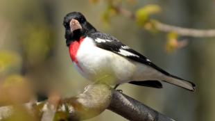 A sunlit Rose-breasted Grosbeak showing its black head and back, with white breast topped with red patch.