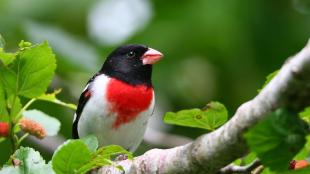 A male Rose-breasted Grosbeak perched on a leafy branch, his red breast glowing amidst his white plumage and glossy black head.