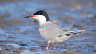 A Roseate Tern standing on a a sunlit shoreline