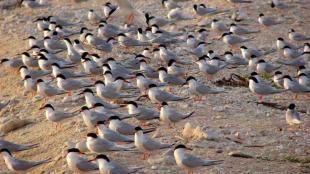Roseate Tern flock on nesting grounds