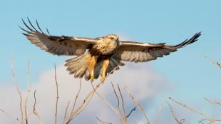 A Rough-legged Hawk, wings outspread, flies toward the viewer with partly cloudy sky in the background