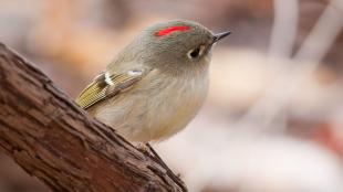 A Ruby-crowned Kinglet perched on the side of a branch, bird seen in right profile, tiny red crest showing on top of its head
