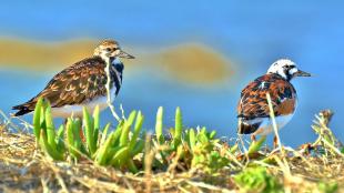 Two Ruddy Turnstones in breeding plumage standing on a sunlit shoreline.