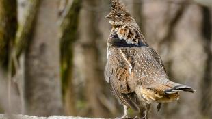 Un grévol engolado posado en el bosque.