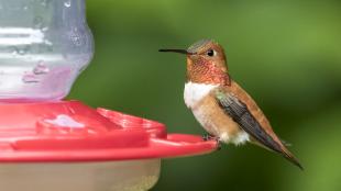 A male Rufous Hummingbird with buff-color breast and reddish orange throat is perched at a nectar feeder