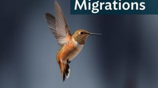 Rufous Hummingbird hovering in place, bronze body shining, wings a blur.