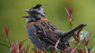 Rufous-collared Sparrow singing
