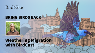 Bring Birds Back Season 8 Episode 4