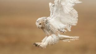 Snowy Owl comes in for a landing