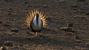 Greater Sage-Grouse male