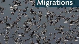 Large flock of Sanderlings in flight