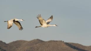 Pair of Sandhill Cranes in flight