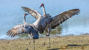 Dos grullas grises bailando en la orilla de un lago