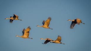 Sandhill Cranes in flight at Bosque del Apache