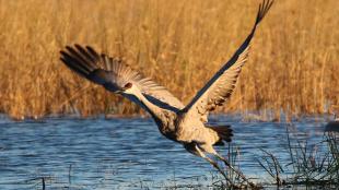 Sandhill Crane taking off at Sherburne National Wildlife Refuge
