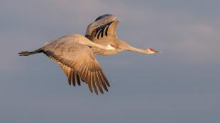 Sandhill Cranes in flight