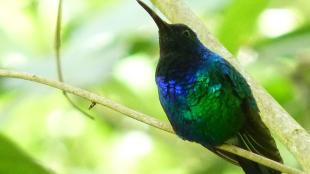 A black hummingbird with iridescent blue throat and green breast