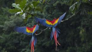 A pair of Scarlet Macaws perch on a branch with their backs to the viewer, and their colorful wings outstretched