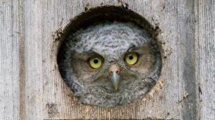 Screech Owlet in nestbox