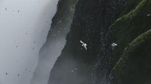 Seabirds over the Pribilof Islands