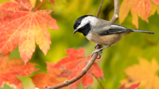 A Black-capped Chickadee looking quizzically down from a tree in fall colors.