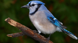 A Blue Jay perched on a short branch against a dark green background.