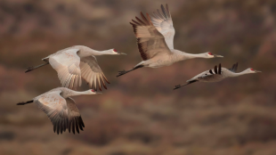Four Sandhill Cranes flying against a mountain backdrop.