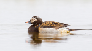 A male Long-tailed Duck in breeding plumage sitting on the surface of a lake in Alaska.