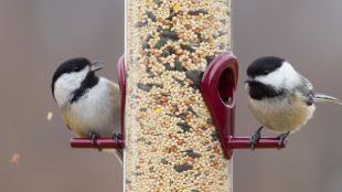 Two chickadees sitting opposite on a tube-shaped bird feeder