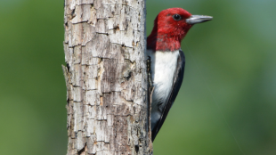 A photo of a Red-headed Woodpecker perched against a bare, vertical branch in bright sunlight. 