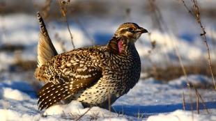 Sharp-tailed Grouse seen in right profile perched on snowy ground in sunlight