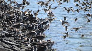 Shorebirds at the Arcata Marsh