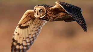 Short-Eared Owl in flight