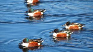 Shovelers feed in groups