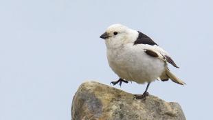 A Snow Bunting showing its white winter plumage, with just small patches of dark on back and wing.