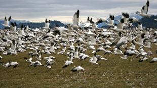 Snow Geese flock take flight