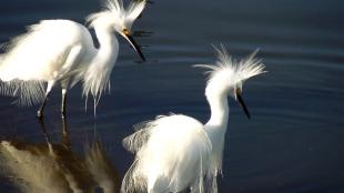 Snowy Egret