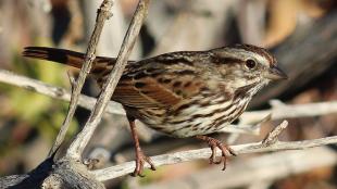 Song Sparrow seen in right profile, perched on a branch in sunshine