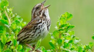 Song Sparrow belts out a song