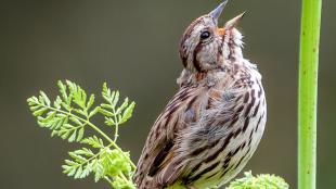 A Song Sparrow singing while perched on a green leafy plant
