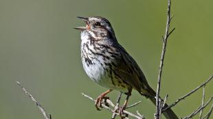 A small brown bird, its white breast streaked with brown, perched on a twig while singing