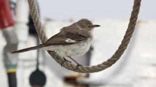 A small brown and white bird with its eyes closed rests on a loop of rope on a ship out at sea.