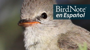  A Northern Beardless Tryannulet is pictured close to the viewer, facing its body toward the left. "BirdNote en Español" appears in the top left corner.