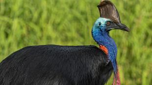 A large flightless bird displays glossy black plumage, bright blue neck and head, with large helmet or "casque" formed of bone atop its head