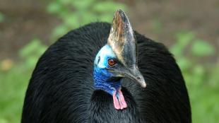 Front view of a Southern Cassowary, a large flightless bird, its head turned to the side.