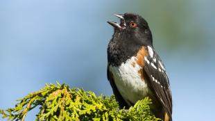 Male Spotted Towhee singing in sunlight, with his black head, throat and wing set off by his white breast and red eye.